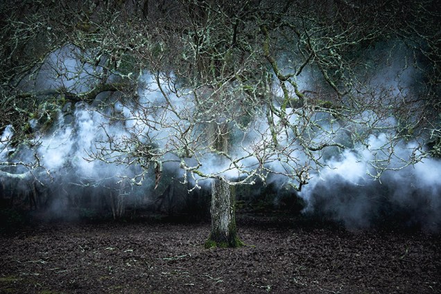 Between-the-Trees-11-Bayeux-Crop