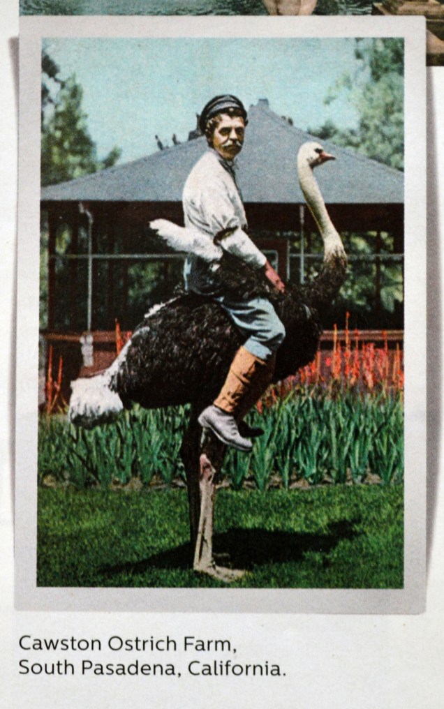Man riding an ostrich at the Cawston ostrich farm, South Pasadena, California. Via Elle Decor, June 2014, p. 67.