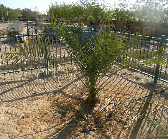 The only living Judean date palm, at Kibbutz Ketura, Israel. Photograph by Benjitheijneb