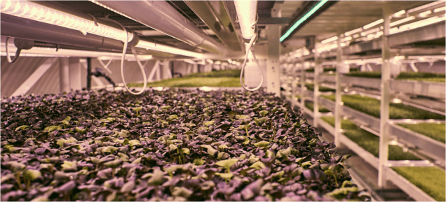 Growing Underground Beds Homepage