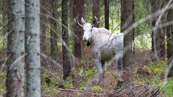 Yle Antti Terava valkoinen hirvi