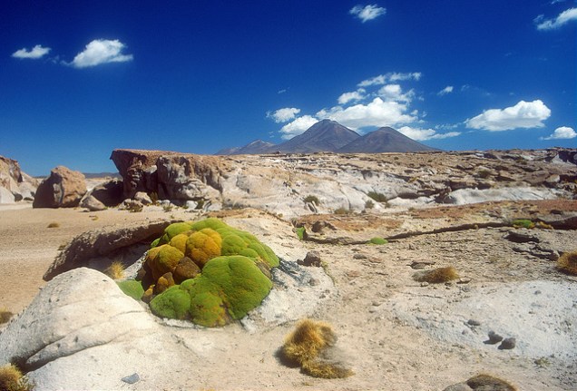 Flickr Knut-Erik Helle Yareta Bolivian Altiplano
