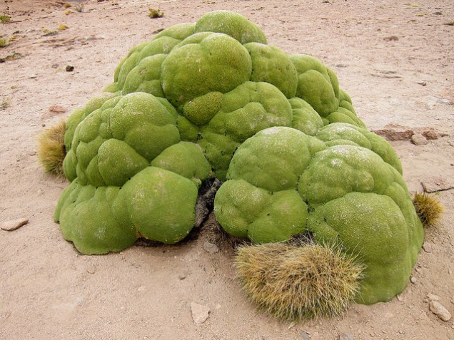 Flickr Miguel Vieira Yareta Ollague Volcano Lookout