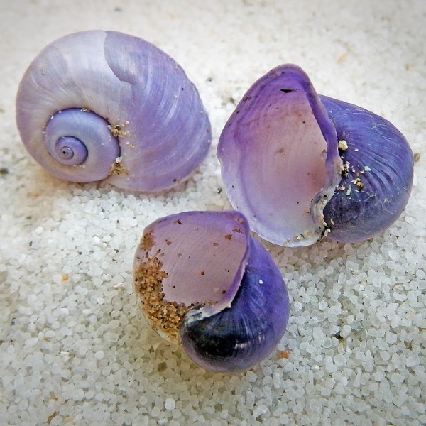 Flickr Ian Jacobs Janthina janthina Cropped