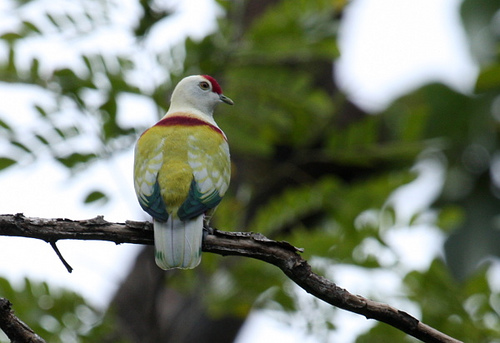 Flickr Tom Tarrant Many-colored Fruit Dove