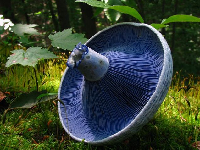 Wikipedia Dan Molter Lactarius indigo