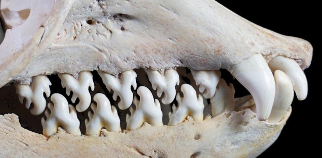 Twitter Cassandra Khaw Crabeater Seal Teeth