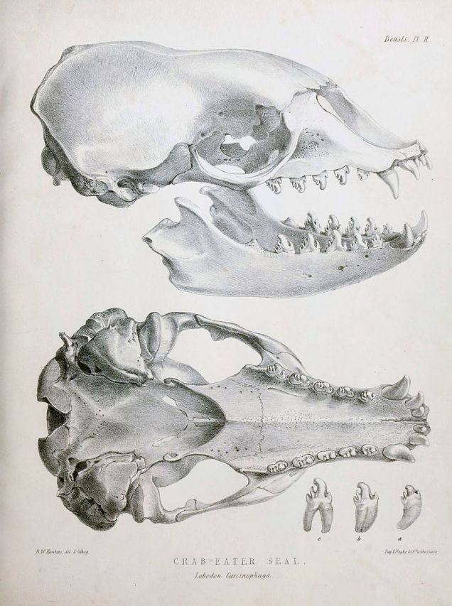 Wikipedia Benjamin Waterhouse Hawkins Crabeater Seal Skull
