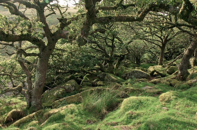 Flickr Andy Walker Wistmans Wood