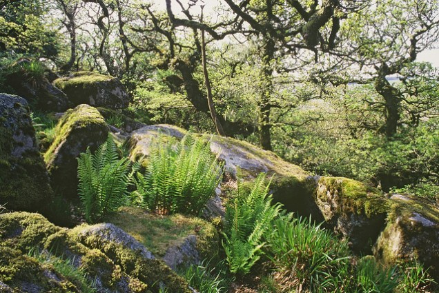 Flickr Natural England Peter Wakely Wistmans Wood