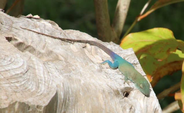 iNaturalist waynewg Grahams anole