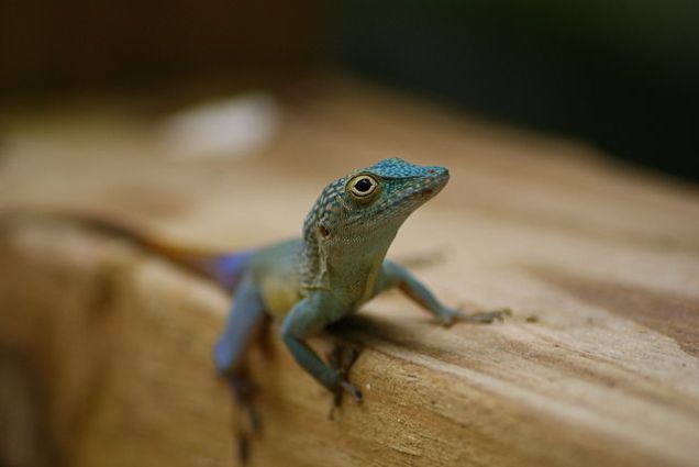 Wikimedia jpokele Grahams anole Jamaica