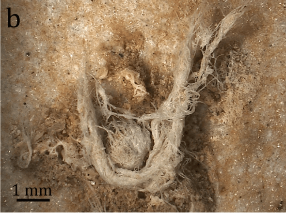 Scientific Reports Hardy et al Neanderthal Fiber