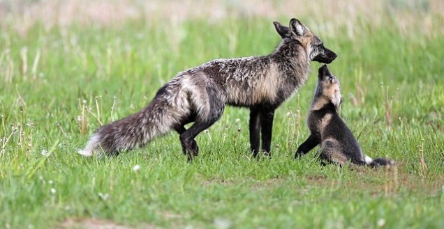Flickr Humane Society US Cross Fox Father Child