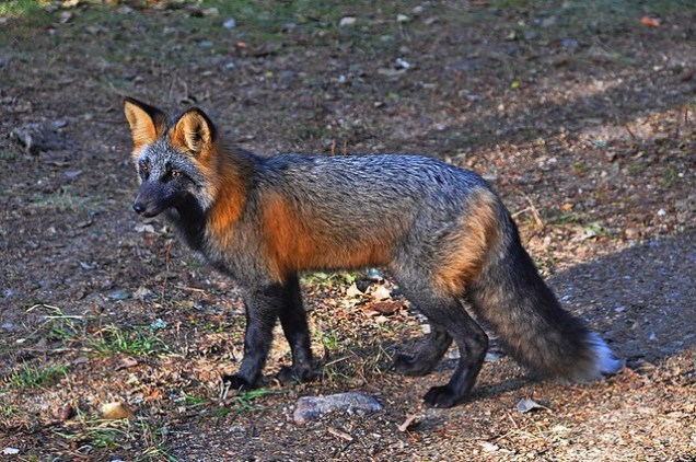 Flickr Robert Kowaluk Cross Fox