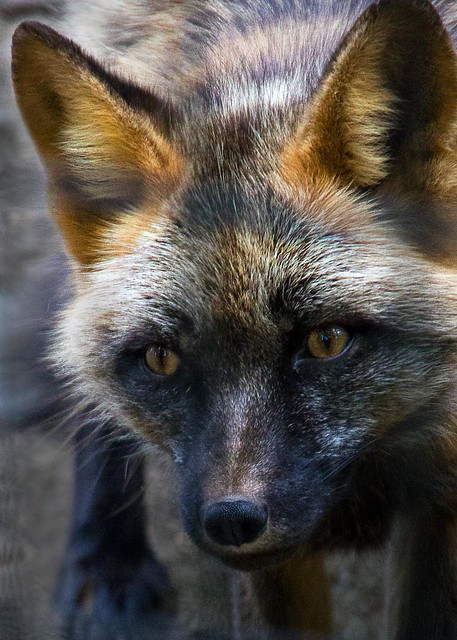 Flickr Stephen Brown Cross Fox Closeup