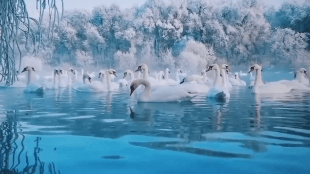 Tumblr F Yeah Chinese Garden Swan Spring Screenshot