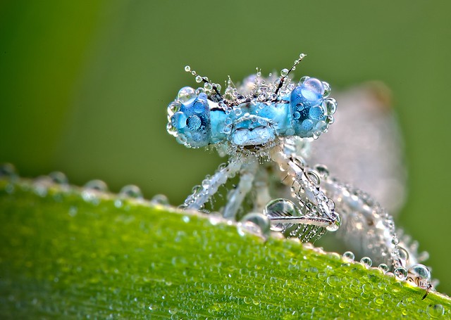 Flickr David Chambon Dragonfly Turquoise