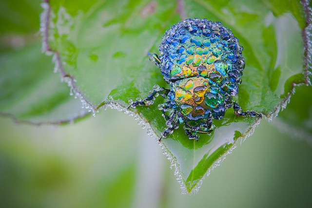 Flickr David Chambon Leaf Beetle