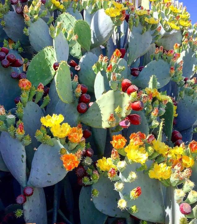 Tumblr mutant-distraction Flowering Cacti