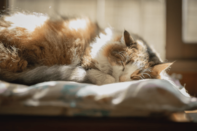 Unsplash Sebastian Latorre Cat Sleeping Sm
