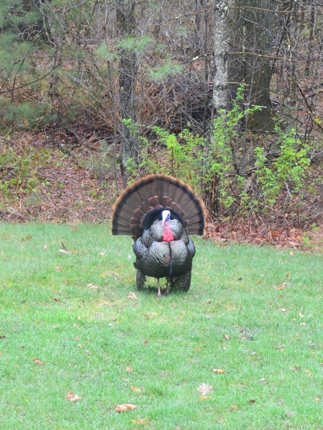 Turkey Tom Being Handsome2